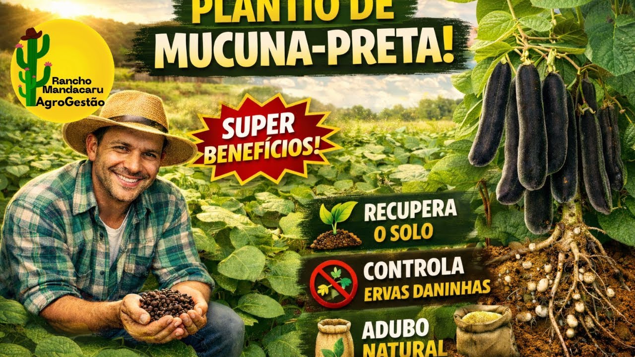 Plantio de mucuna-preta