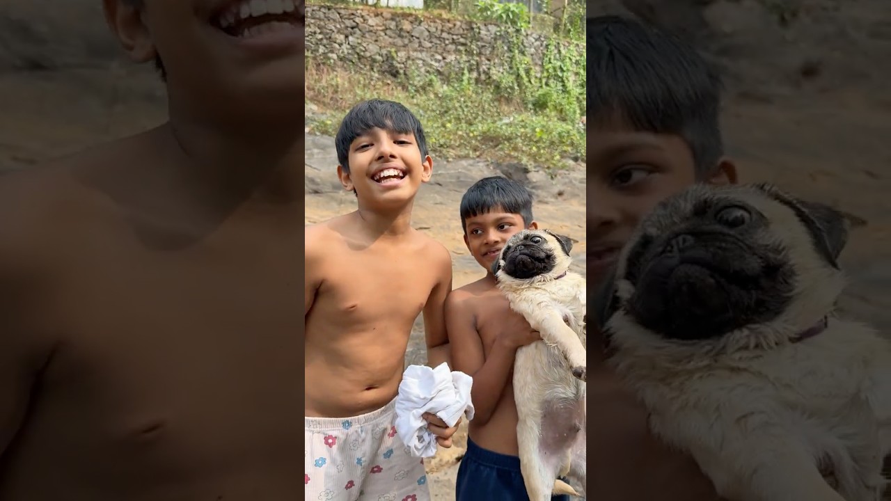 Swimming with my pug milo part 3