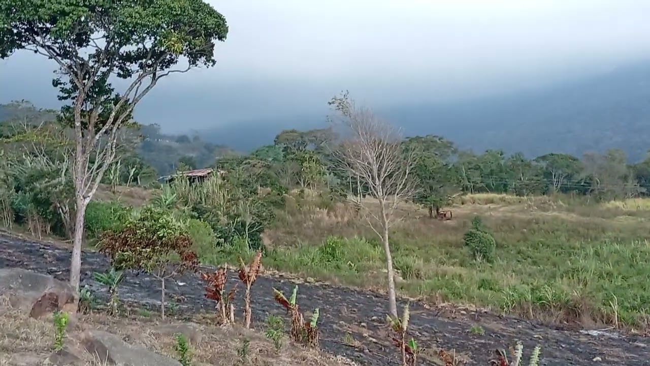 Proyecto de siembra de limón 🍋