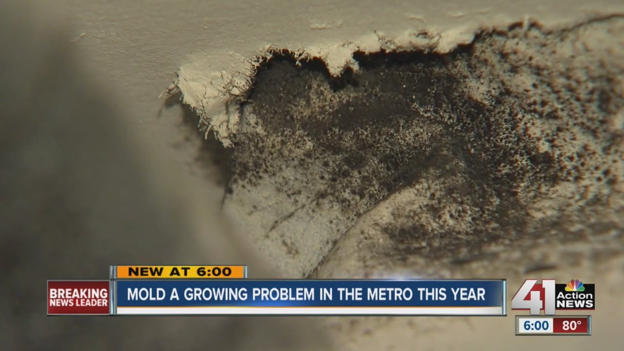 Mold a growing problem in the metro this year