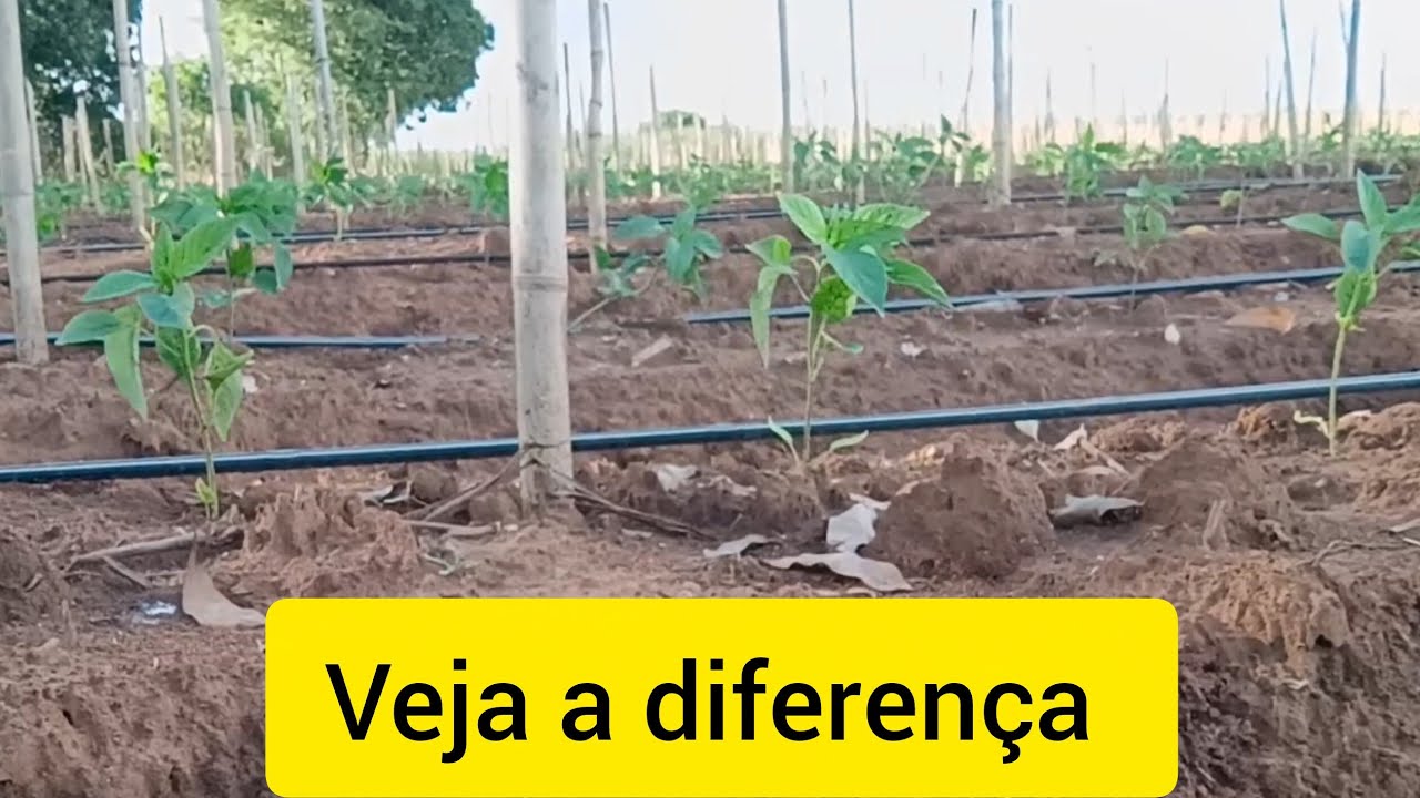Pimentão Dhara!! Veja o resultado da aplicação do enraizador.