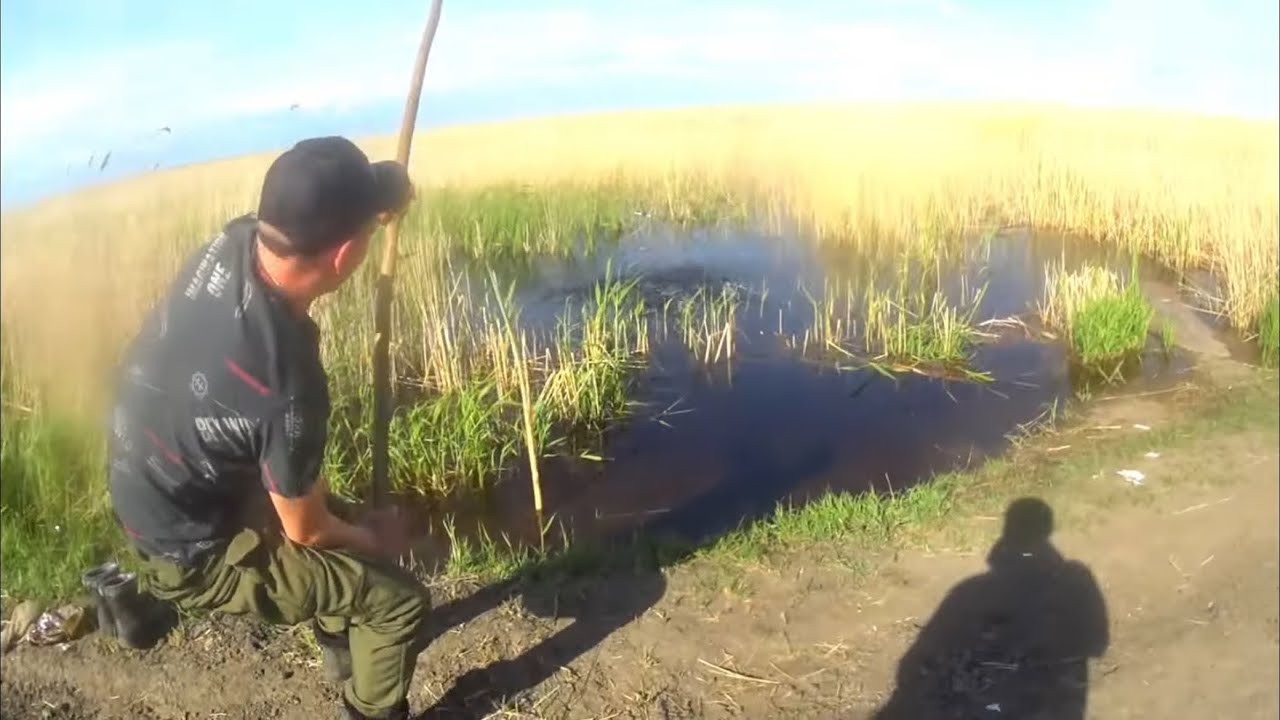 Полный Разлив САЗАНА... Эти  БОЛОТНЫЕ МОНСТРЫ не давали нам покоя...