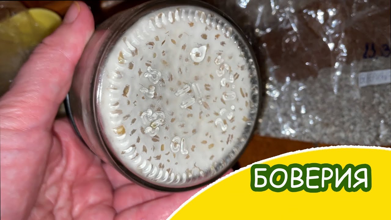 БОВЕРИЯ и МЕТАРИЗИУМ mix (чудо от TUTAGRO) / Подробно размножение на зерне