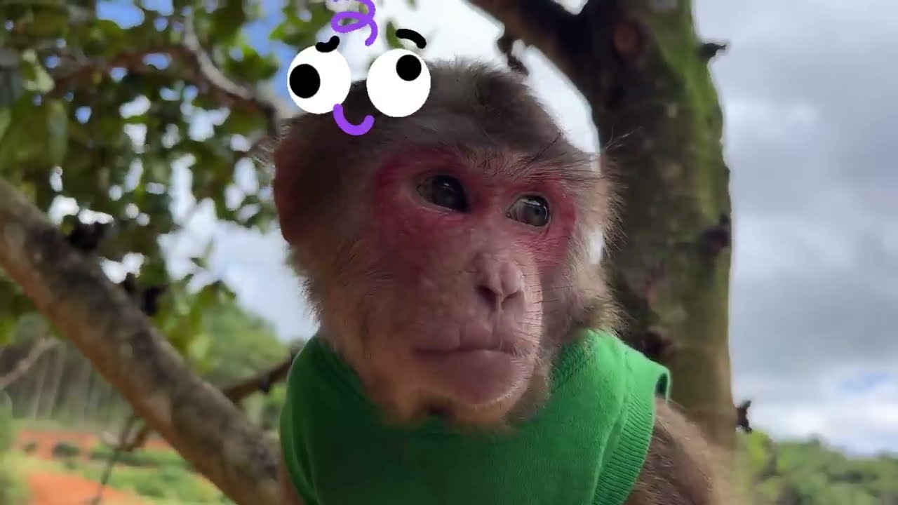 Smart Monkey Max vs Angry Ants 🤼Who Will Win 🫰🎉