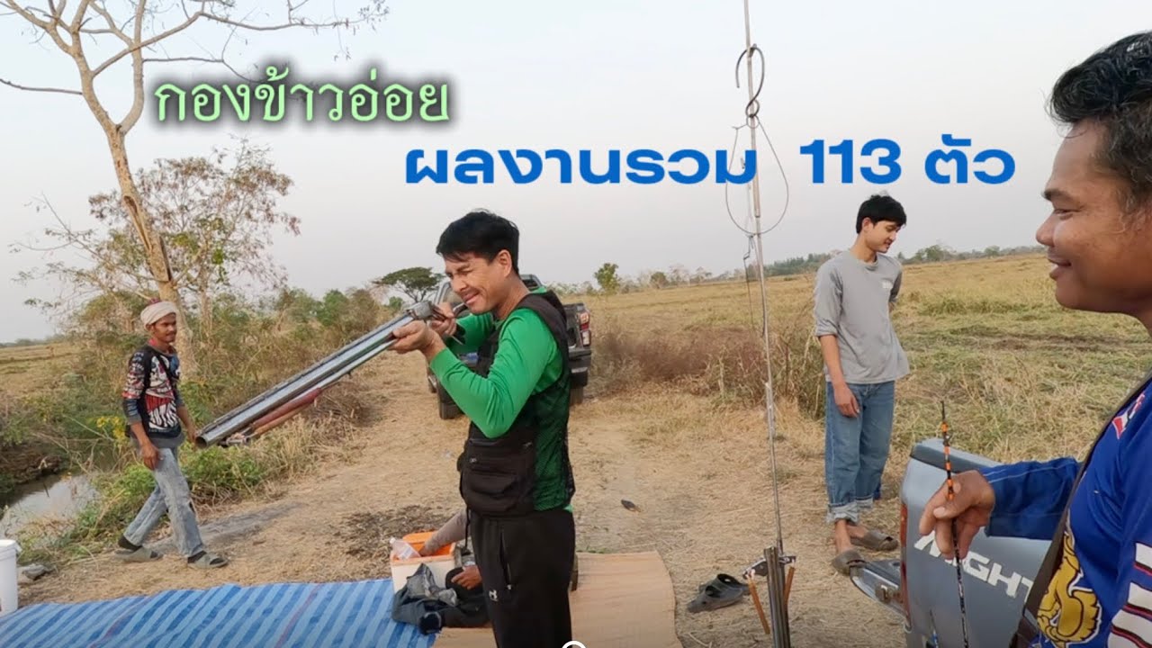 113 ตัว  กับบรรยากาศการกองข้าวอ่อยหนู  