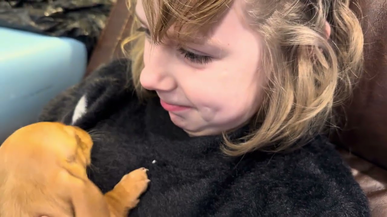 Three Puppies Left 11/1/25