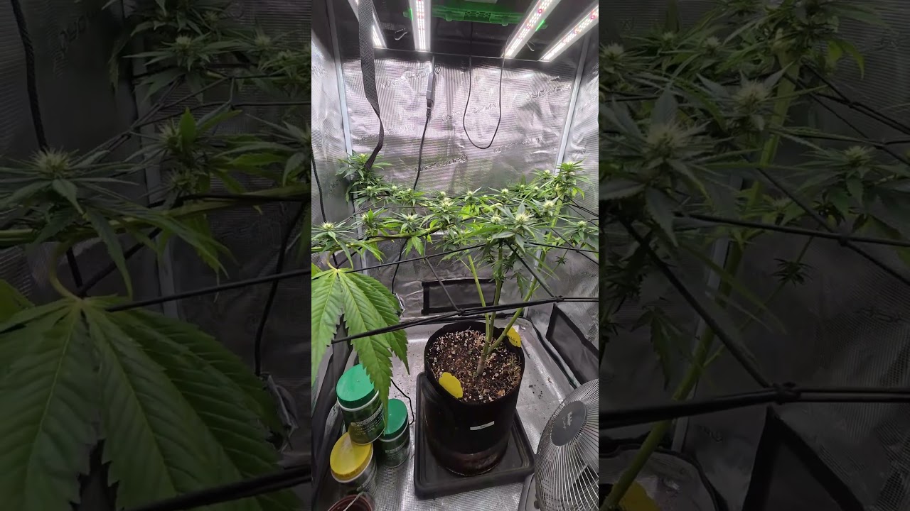 Bloom Week 3 &ndash; Hay-Z Is Stacking Buds Like Branches! 🌿📸