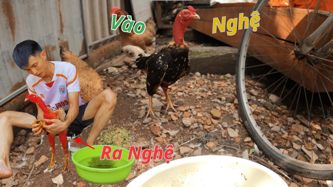 Giải Cứu Đàn Gà Con Sang Ngôi Nhà Mới Và Cho Gà Ăn Rau | Hùng Thổ