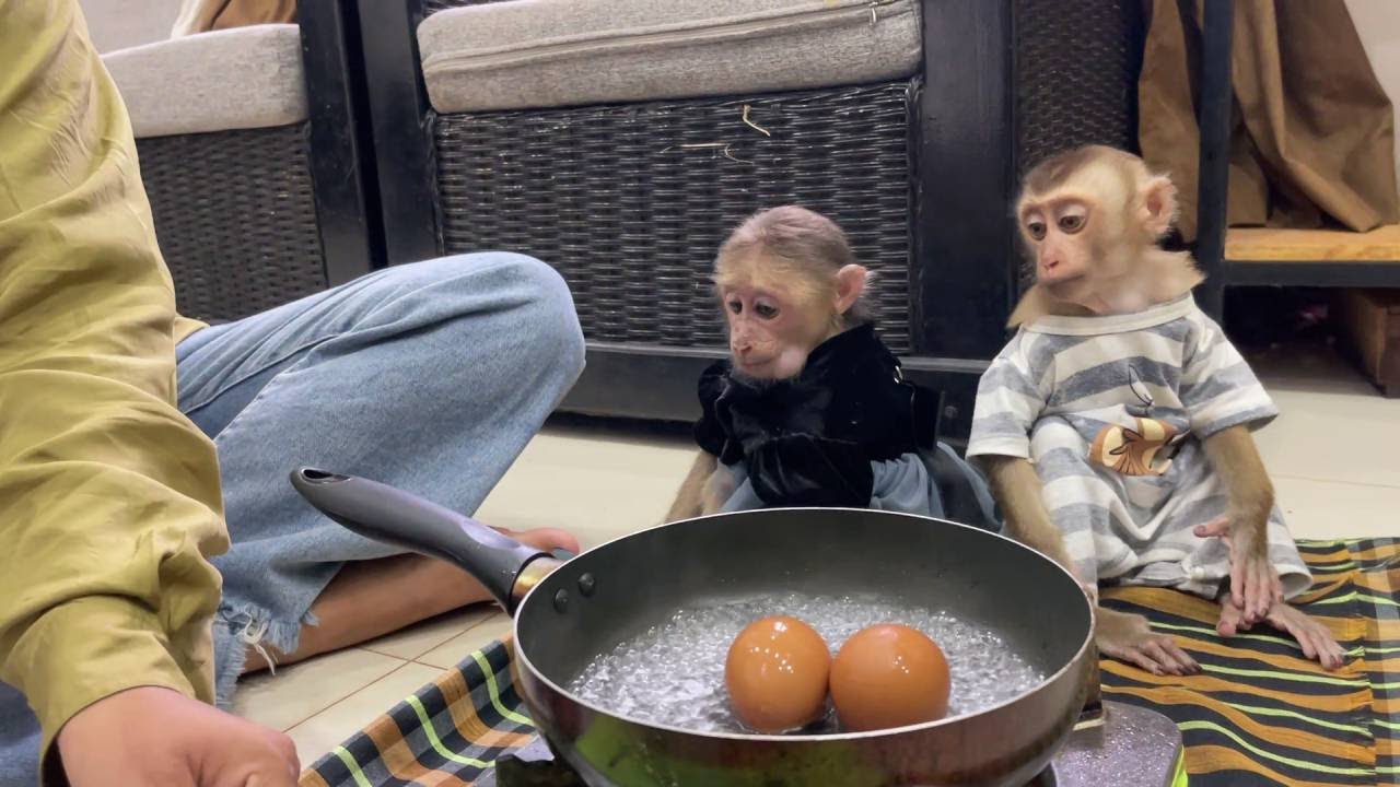 Mom Boil Eggs For Baby Monkey Bryan And Icy. They Eat Look Cute.