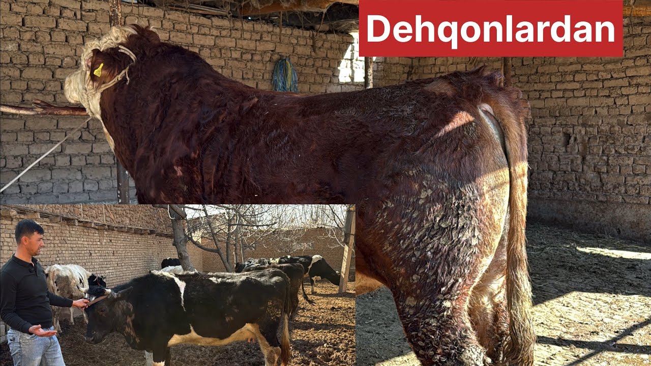 Chorniy piyostra bugʻozlar va zotga simental buqa soraganlarga korinh