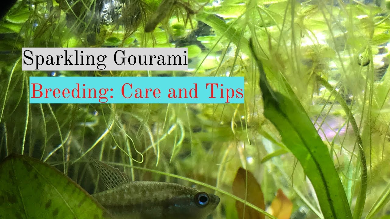 Sparkling Gourami Breeding: Care and Tips