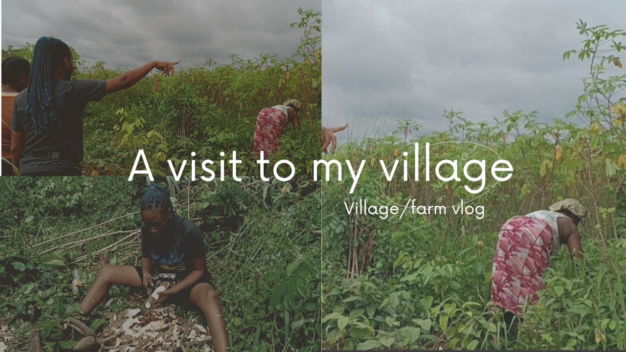 Garri processing in Delta State, Nigeria PT 1