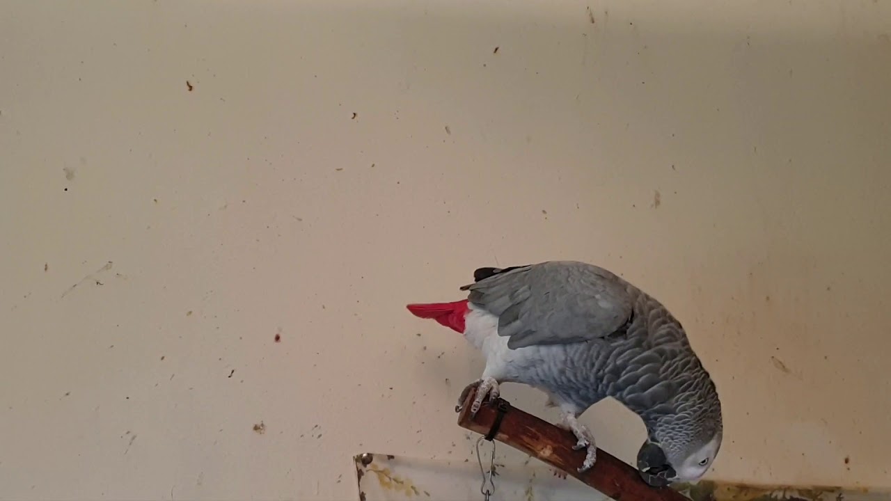 parrot dancing to drum n bass 🔊 👌
