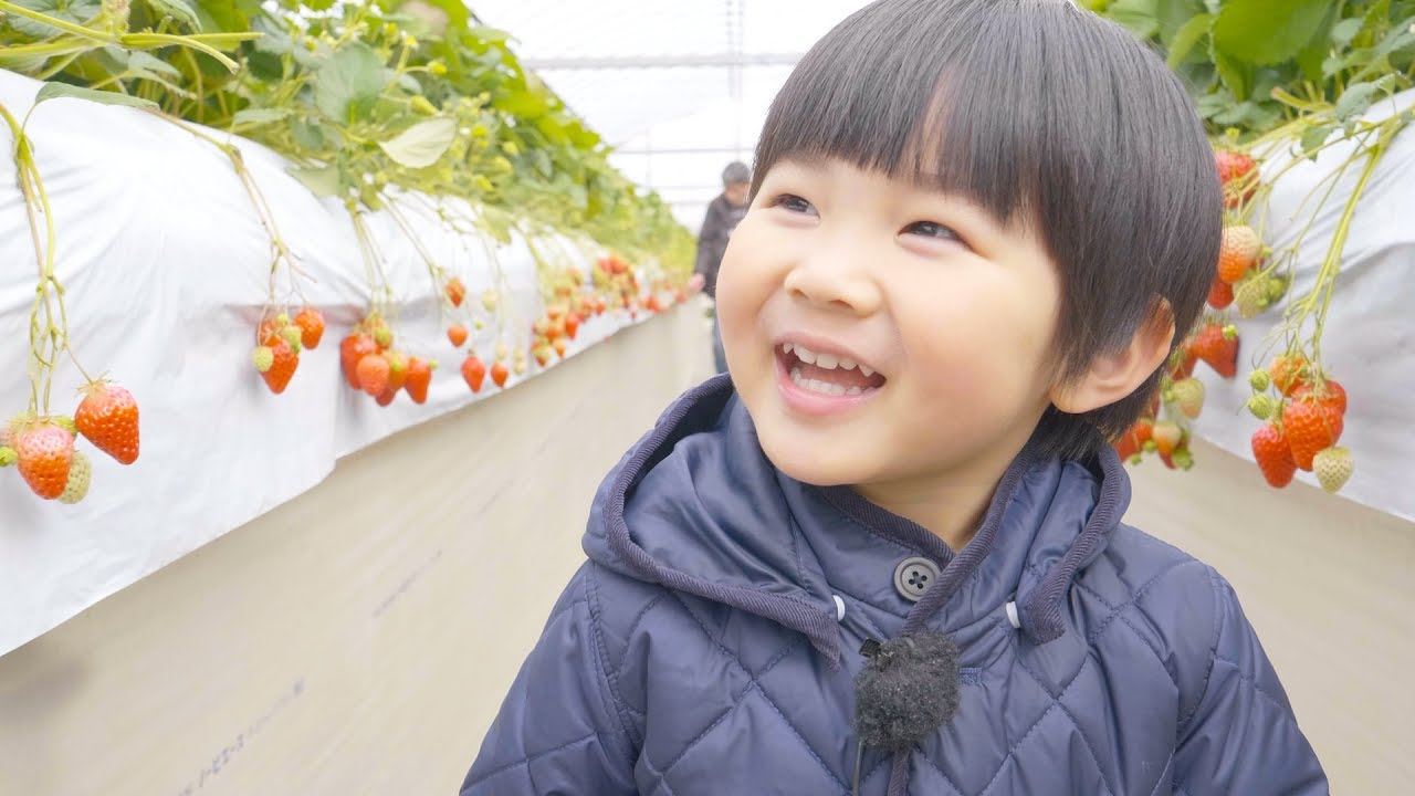 いちご狩りと春の小湊鉄道見てきたよ