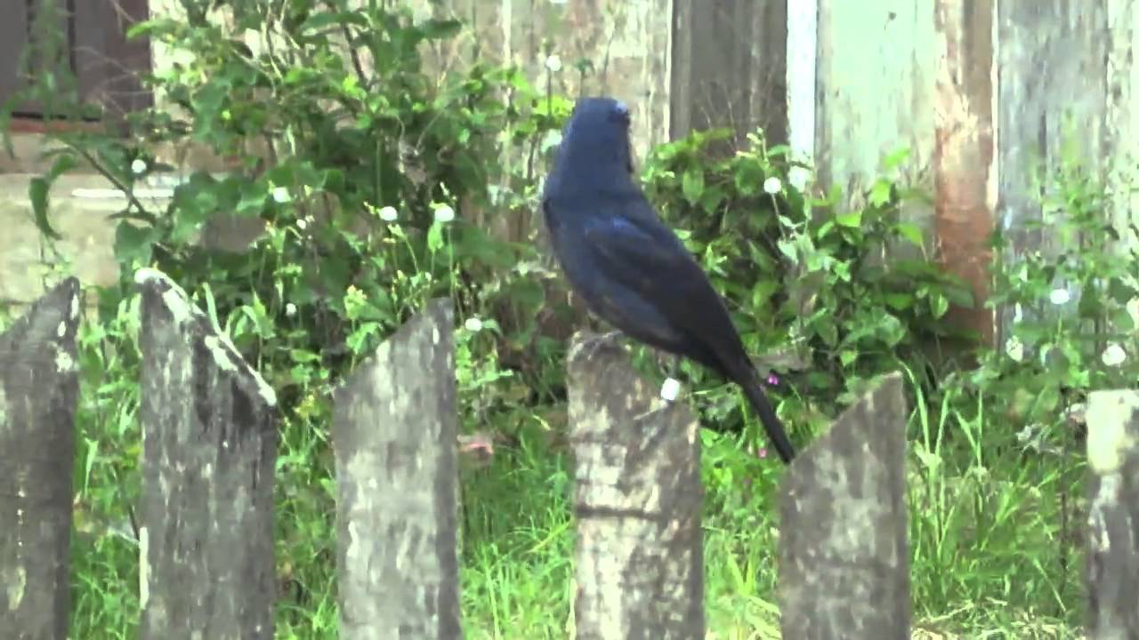 Azulão solto Canoas-RS