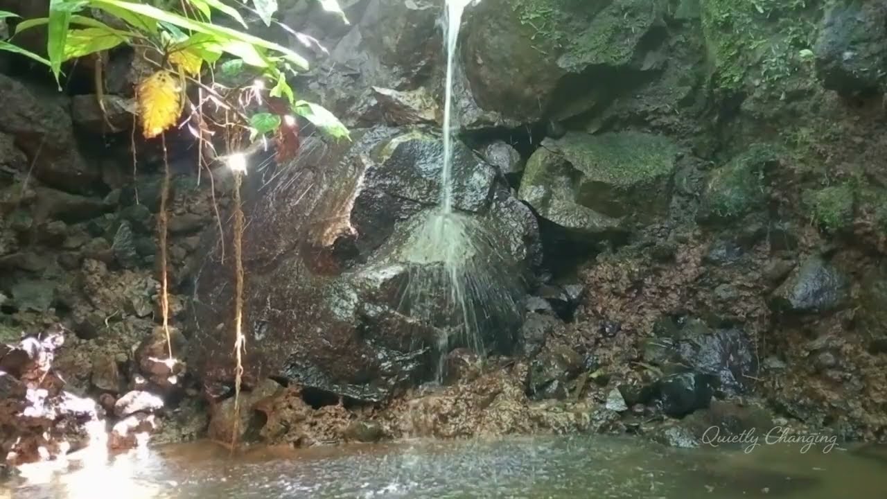 Tranquil Forest Stream – Relaxing River Flow