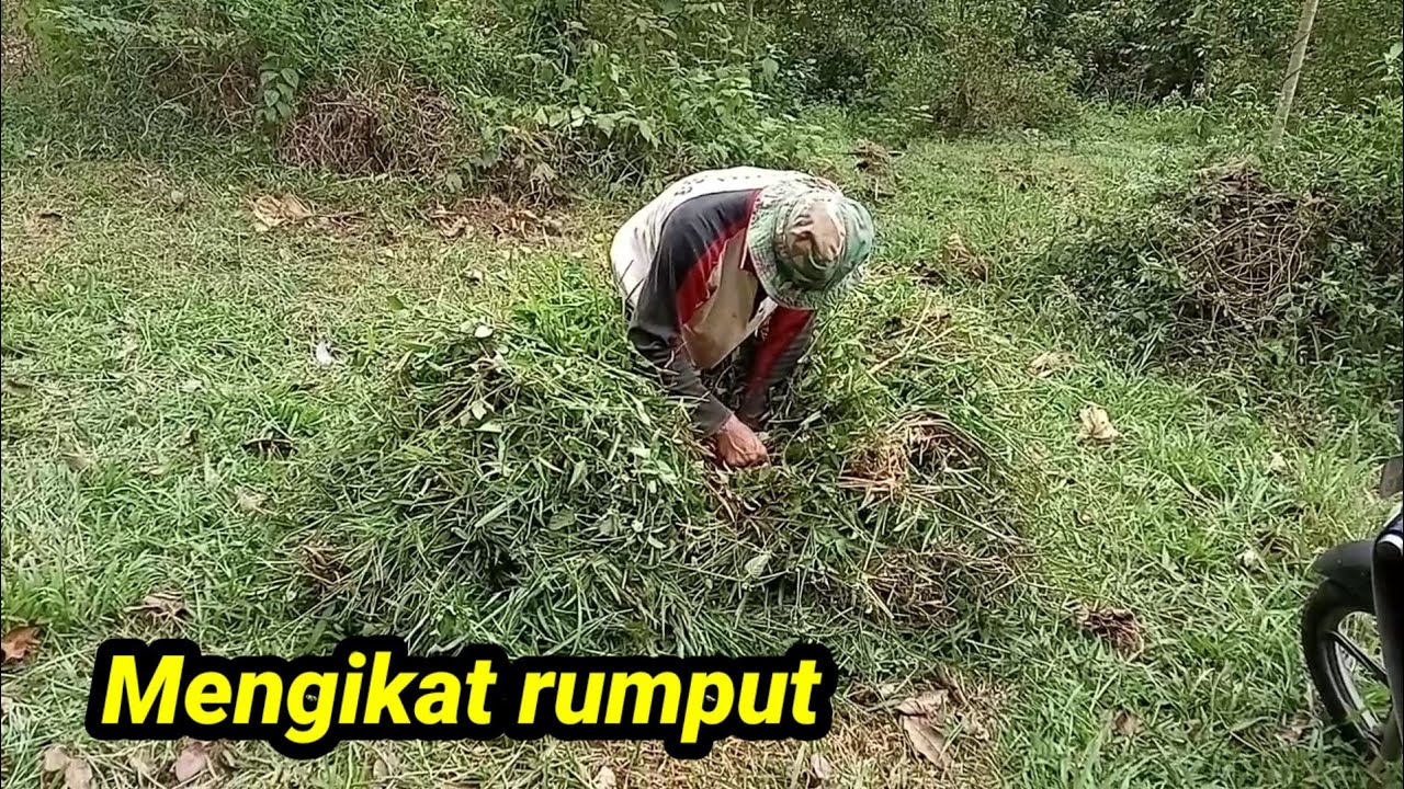 Cara mengikat rumput tali 3 setelah ngarit