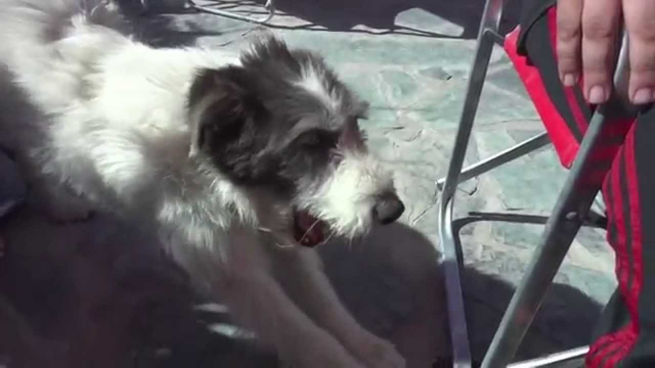 Bestia Beb&eacute; | Luchador de Boedo