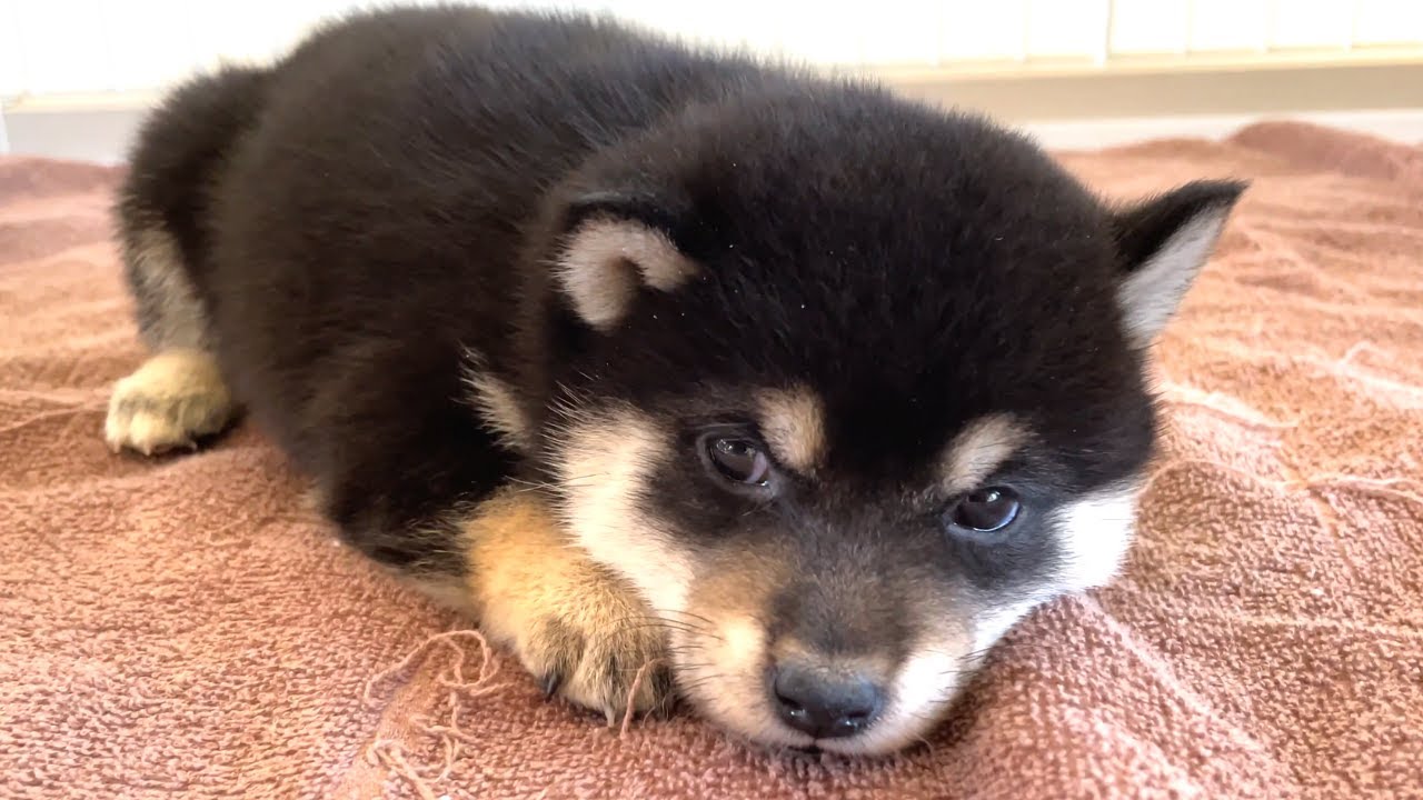 国宝級に可愛い豆柴の子犬がこちらです（生後20〜34日）