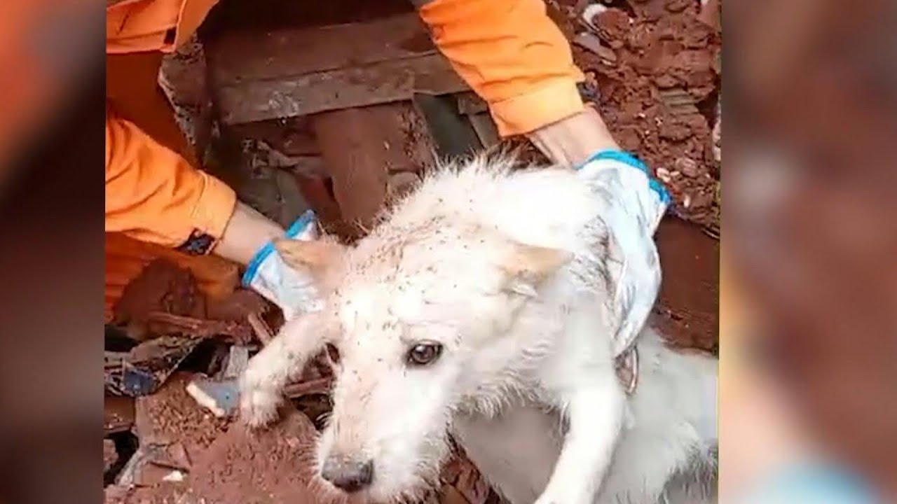 El perro Paquito y otras mascotas rescatadas tras letales lluvias en Brasil | AFP