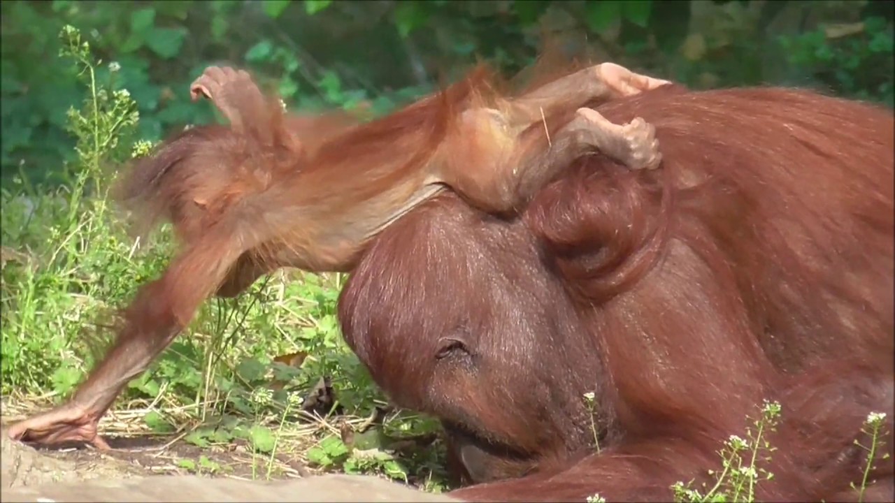 BABY ORANGUTAN MINGGU PLAYS OUTSIDE