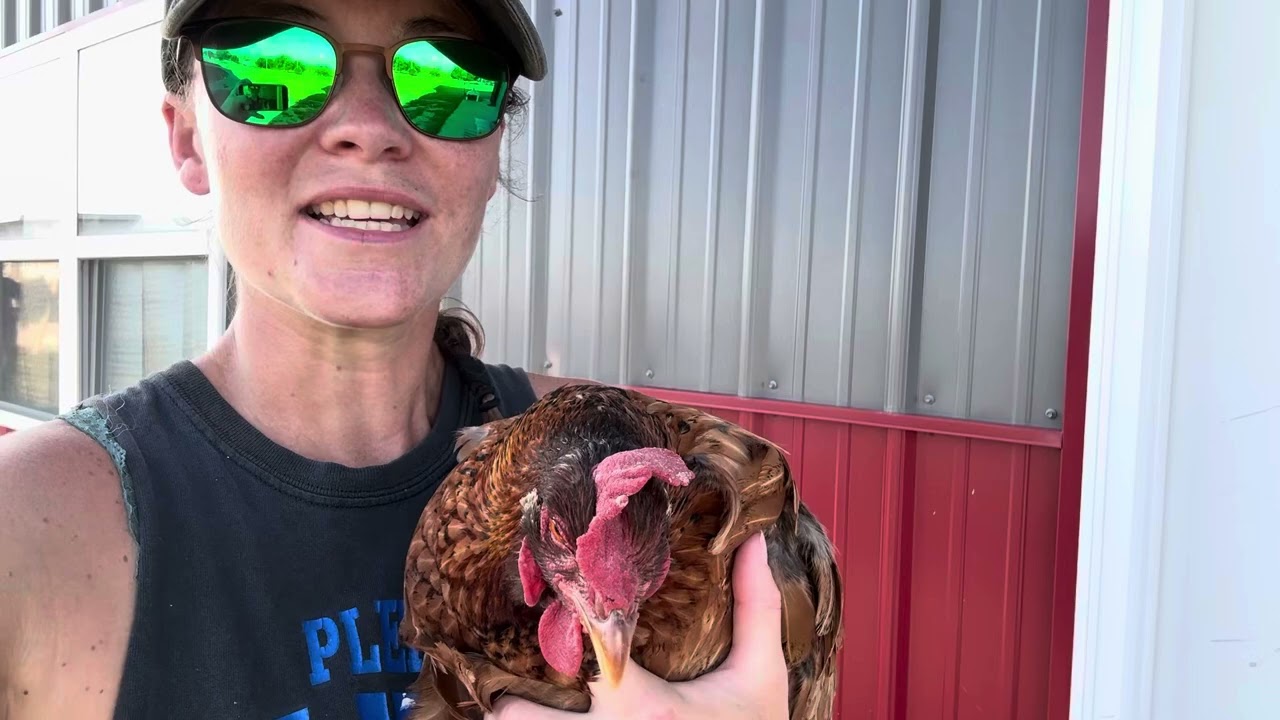 Слив жидкости из курицы с водянкой живота (асцитом)