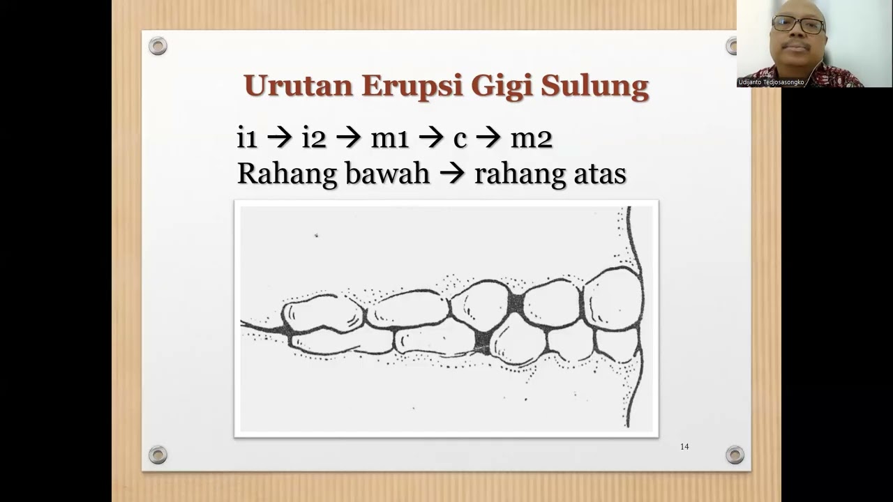 Erupsi dan Morfologi Gigi Sulung 2025