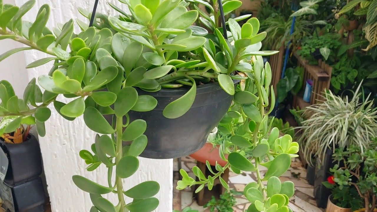 É por isso que o jardim precisa de diversidades! Cada planta tem sua época de "brilhar"