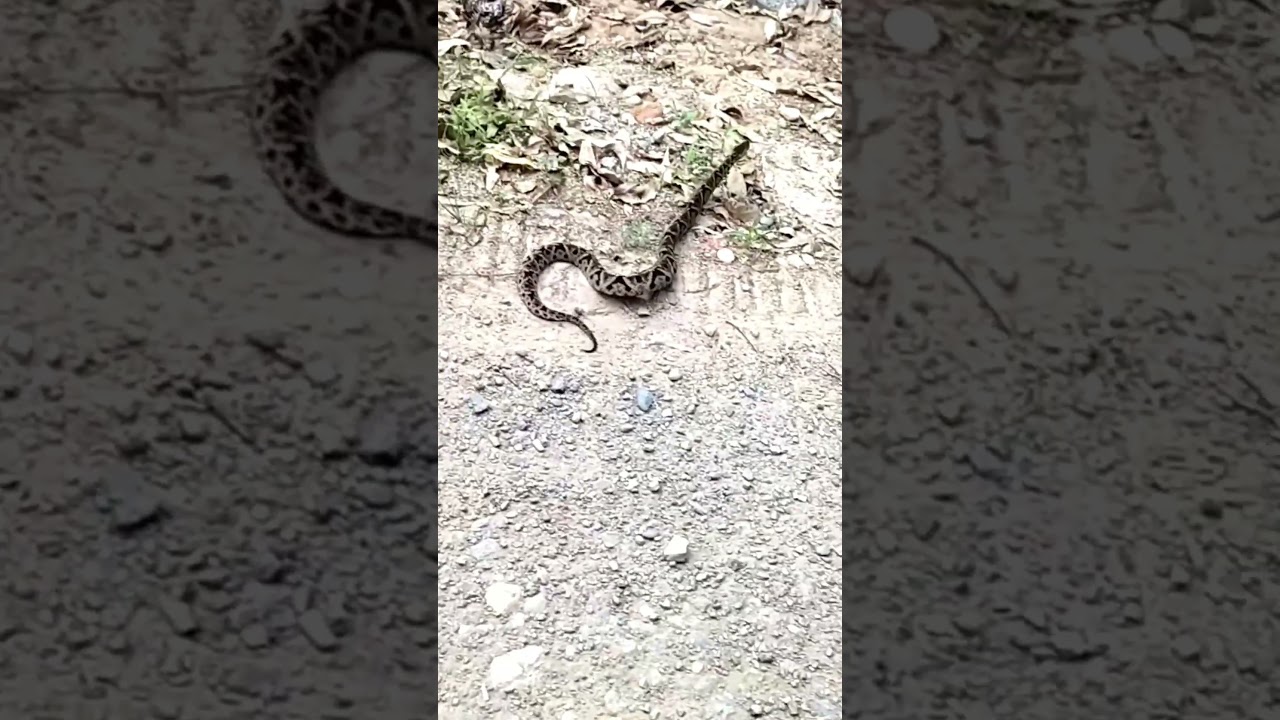 Serpiente Bothrops 🐍