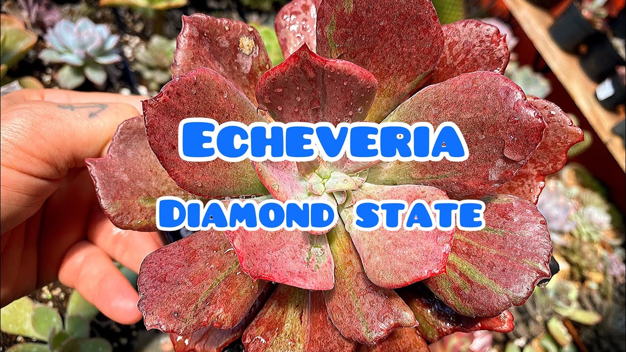 ECHEVERIA DIAMOND STATE
