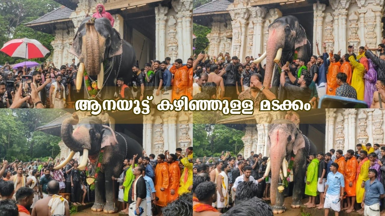 വടക്കുന്നാഥൻ ആനയൂട്ട് കഴിഞ്ഞ് മടങ്ങുന്ന  ആനകൾ 🥰🥰 Vadakkumnathan Aanayoott 2024 #keralaelephants