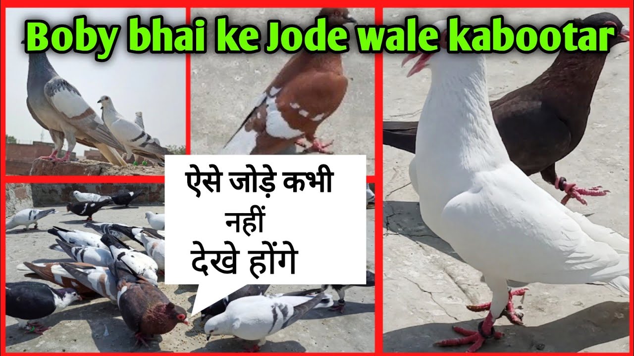 Boby bhai ke Jode wale kabootar | Agra Pigeons