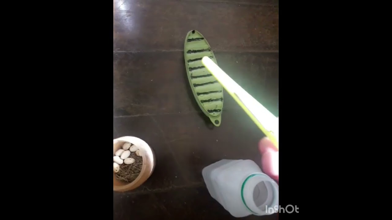 Saiba como identificar os ovinhos de calango. calangos vs cobras 🦎vs🐍.