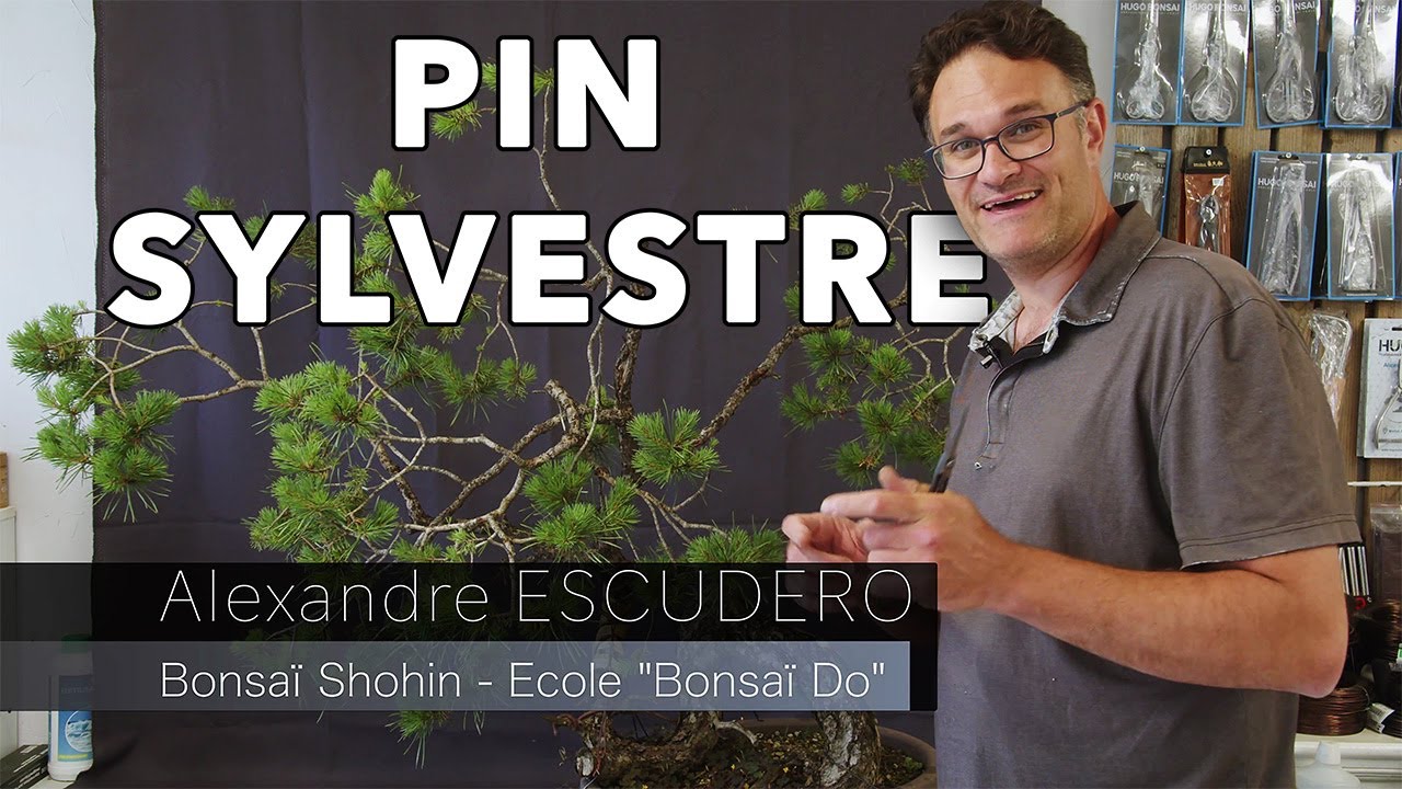 🎁 BONUS gratuit - Suivi de l'arbre travaillé dans le cours 
