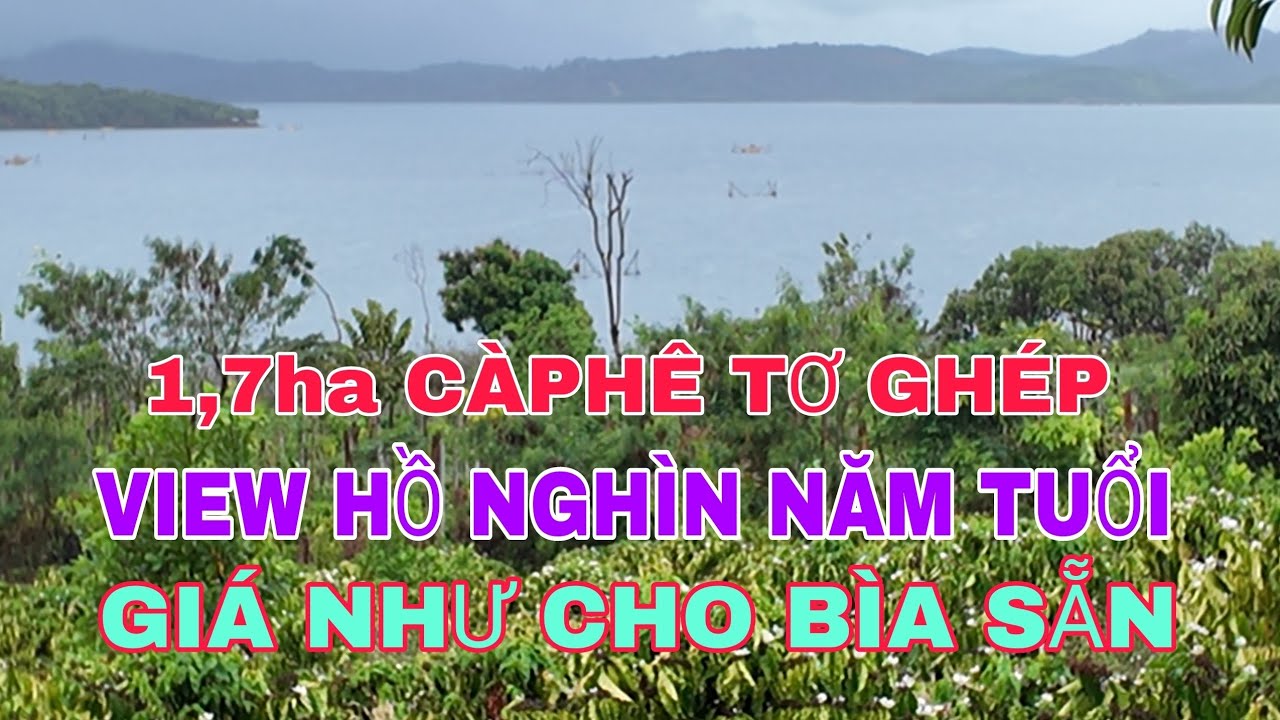 Nhượng lại 1,7ha càphê ghép view hồ tự nhiên nhà rẫy bìa sẵn 2,1tỷ