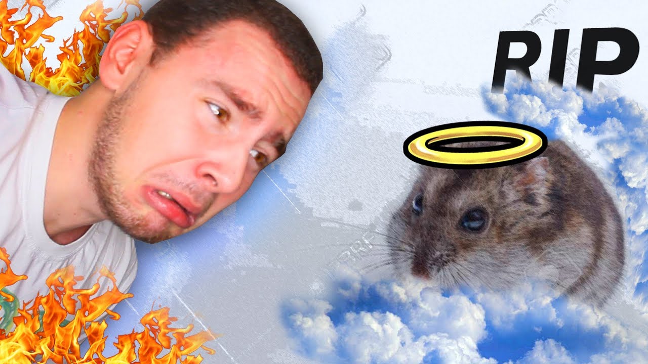 KAKO SAM UBIO HRČKA