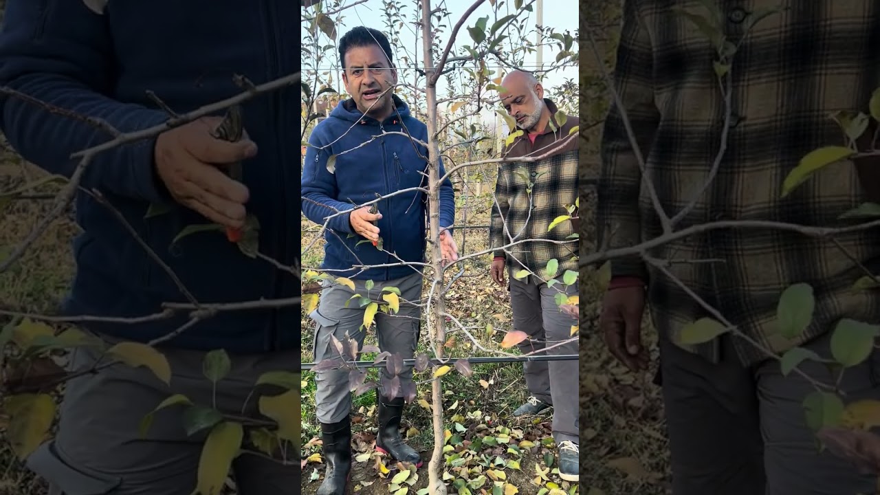 Some Pruning Tips on M9-T337,According to our Practical Experience.