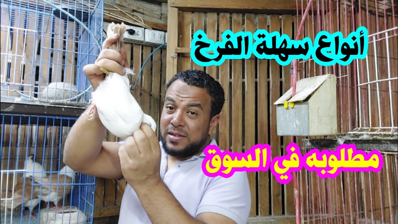 أفضل أنواع زينه تبدأ تربيها مناعه قويه إنتاج غزير مش محتاجه حضان تسويقها سهل