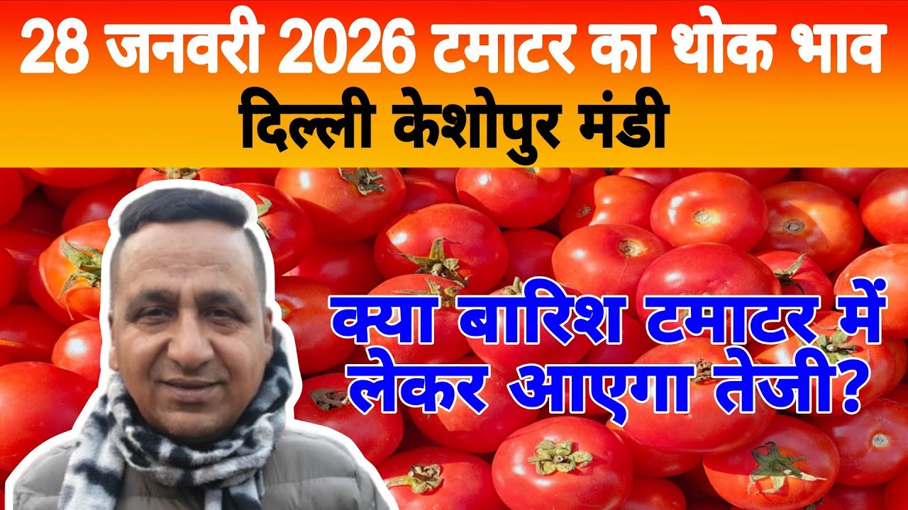 28 Jan 2026 Delhi 🍅 टमाटर होलसेल भाव | Keshopur Mandi | Today Tomato Rate #tamatar #tamatarmandi