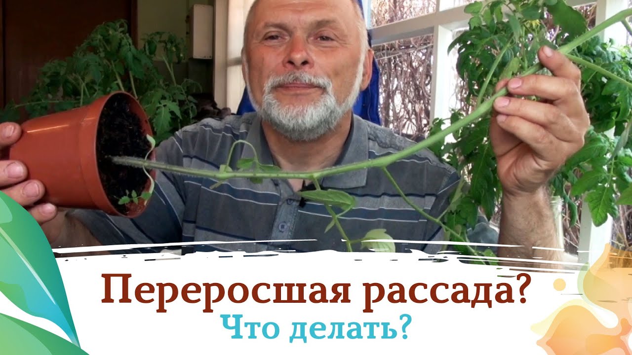 Что делать с переросшей рассадой?