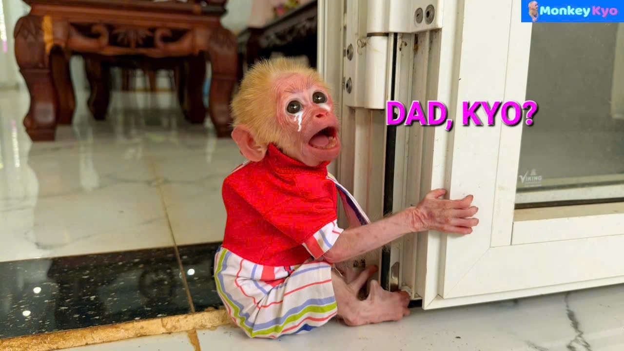 Baby Monkey BuNa Woke Up Sobbing… and Ran to Find Dad and Kyo!