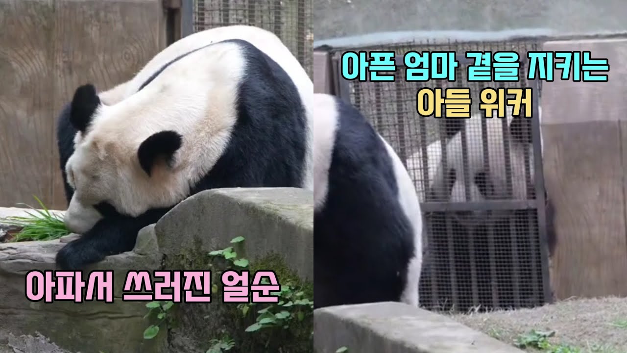 몸이 아파서 움직이지 못하는 엄마 얼순의 곁을 지키는 효자 아들 위커