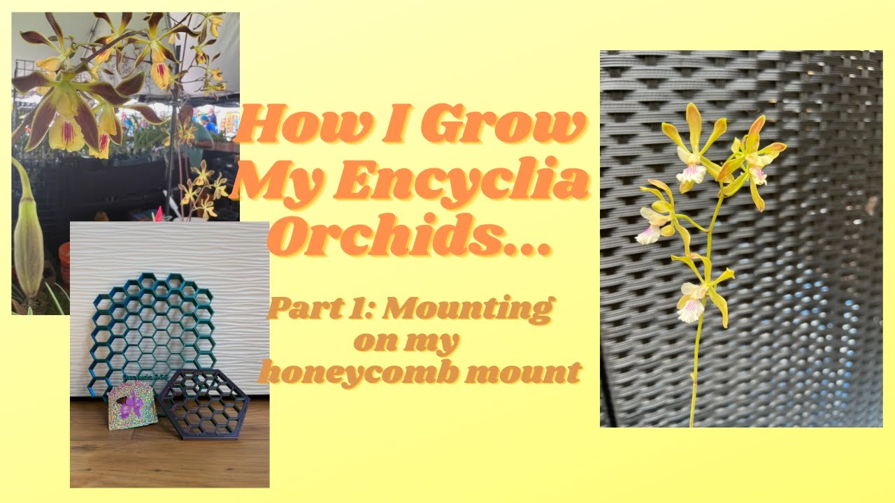 Encyclia Mounting Part 1