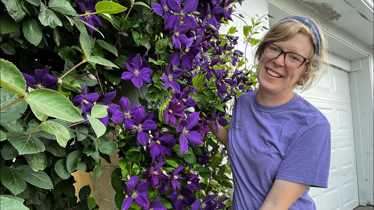 Clematis season is here!