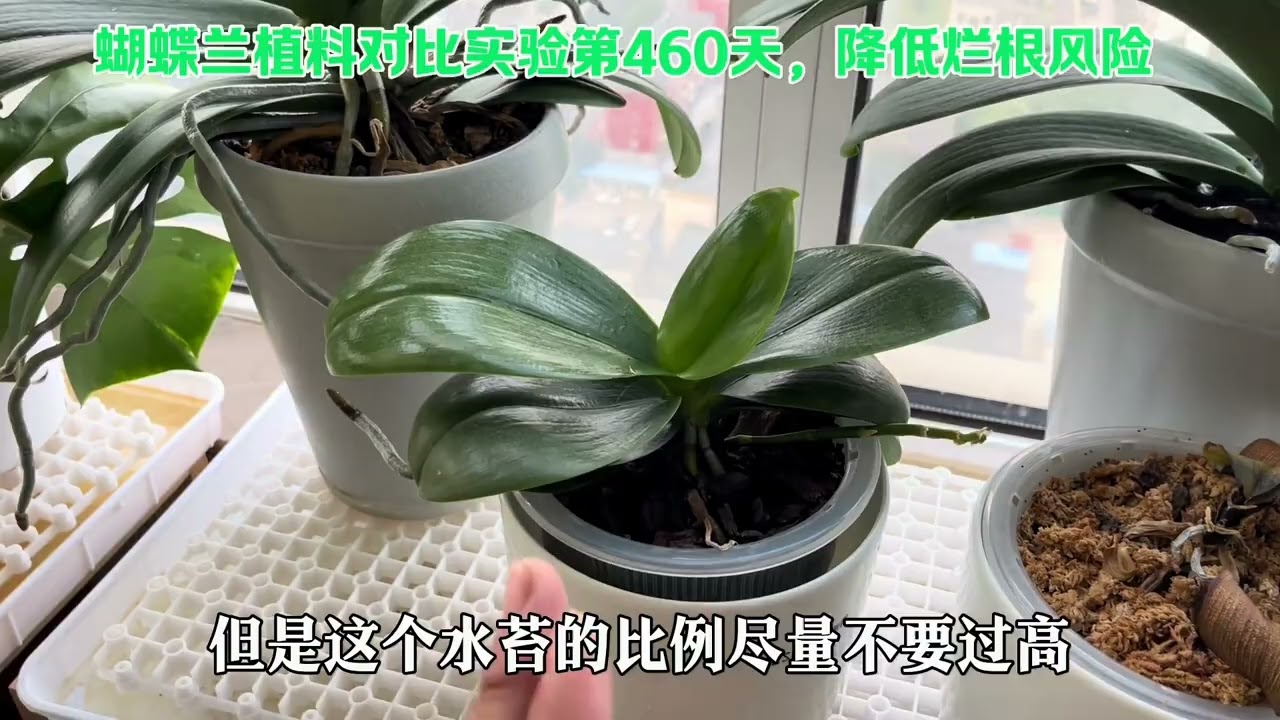 蝴蝶兰的根系对“气”的需求比其它兰科更高，所以栽种更需要注意，在排除栽种手法外，合理运用植料大大降低后期养护风险 #花卉绿植 #蝴蝶兰 #分享养花经验#内容启发搜索