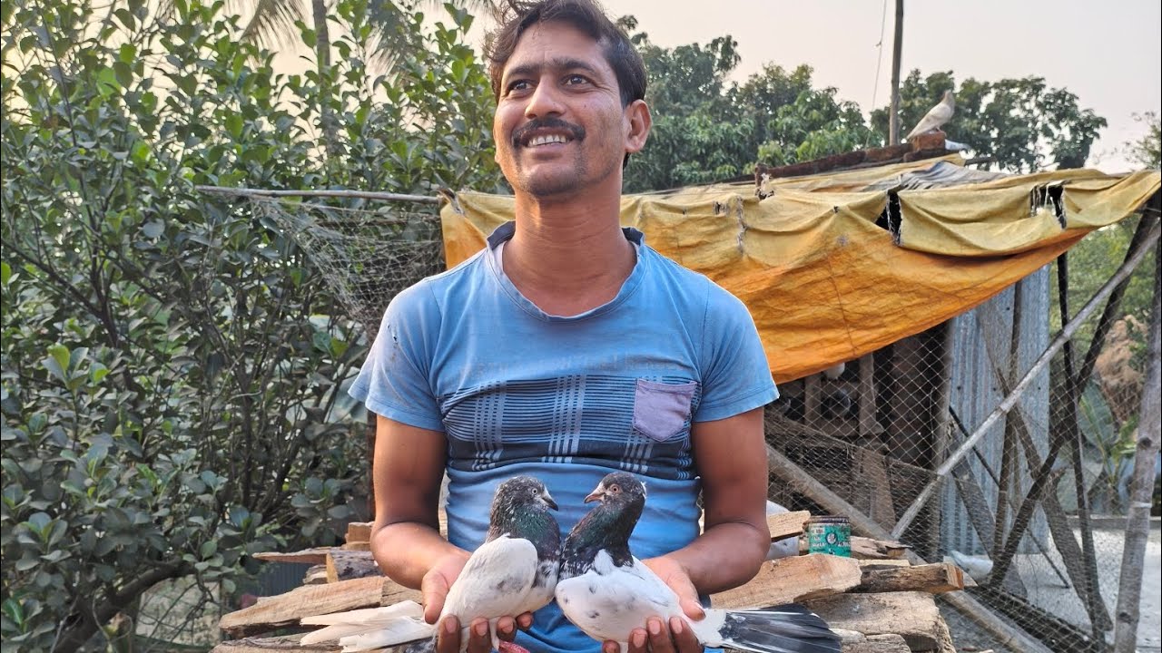 This is Shukchit Bhai's video of a pigeon. The pigeon arrived today.
