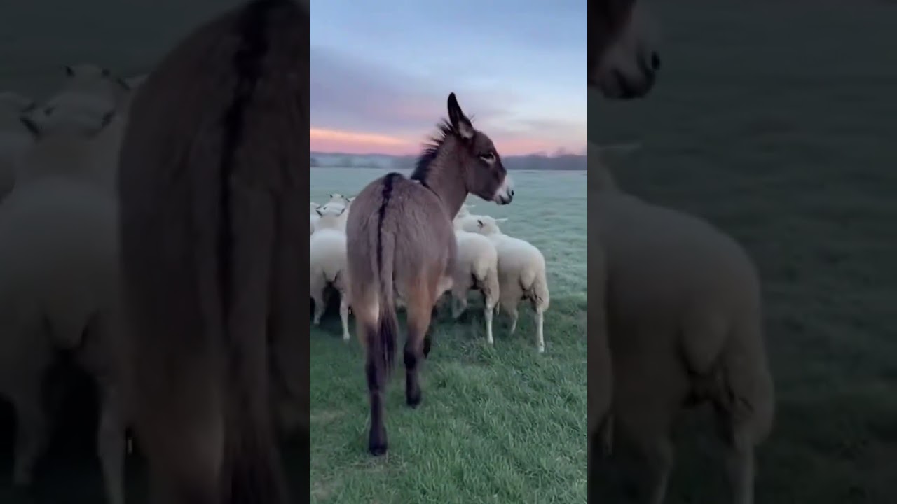 This Sheep Raised a Donkey
