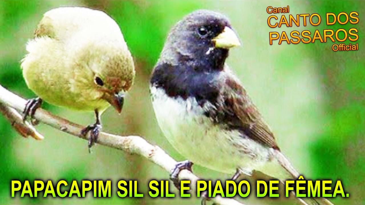 PAPACAPIM Sil Sil e PIADO De F&ecirc;mea 🐤 🐤 🐥 🐥
