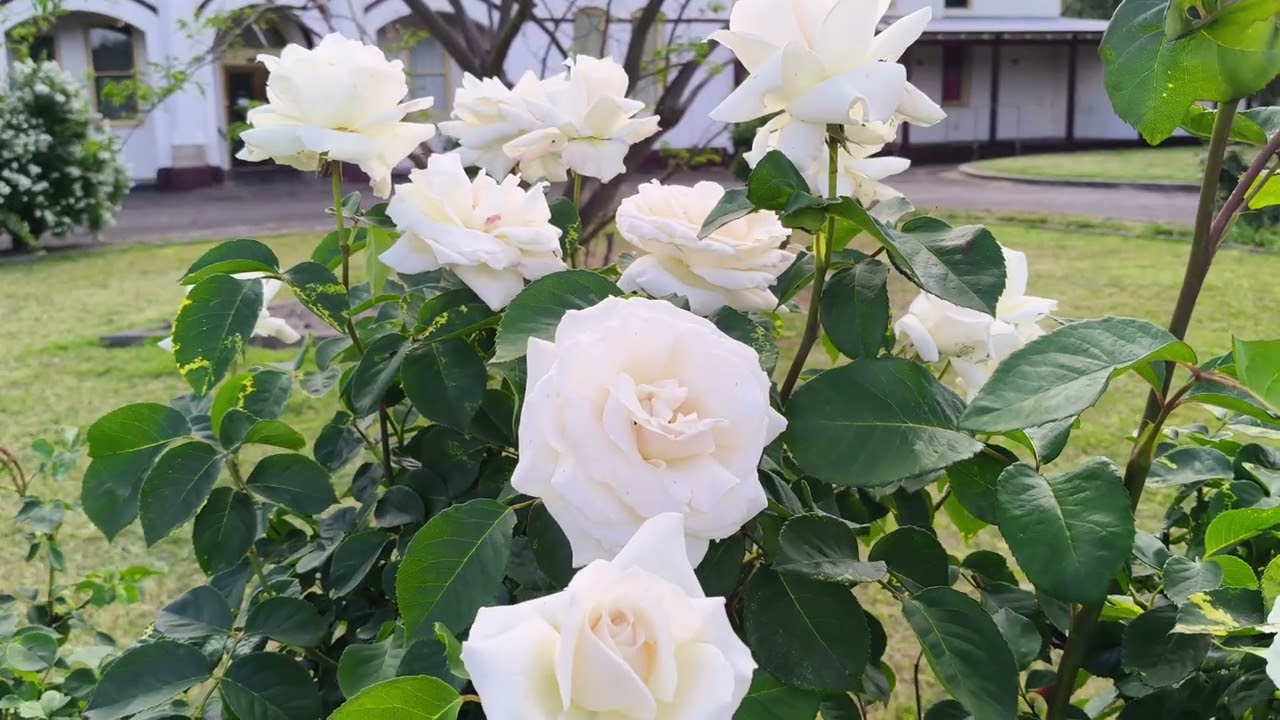 Australian Bush Rose