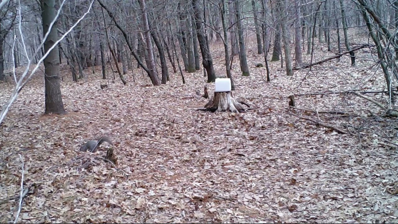 Squirrels